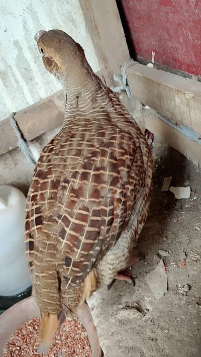 breeding pair Irani dakhni