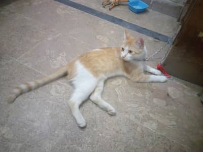 persion cat for sale
