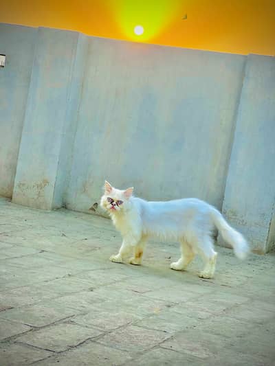 Punch Face Female For Sale
