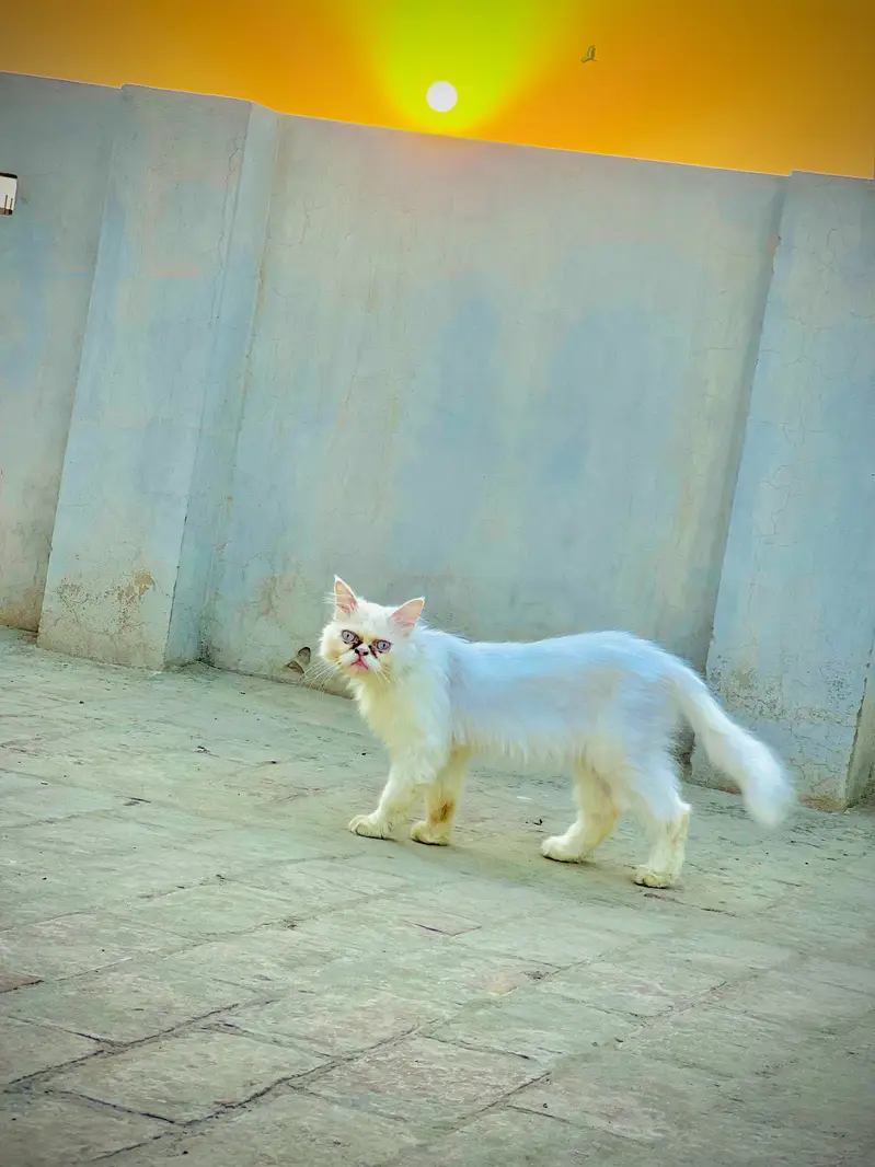 Punch Face Female For Sale