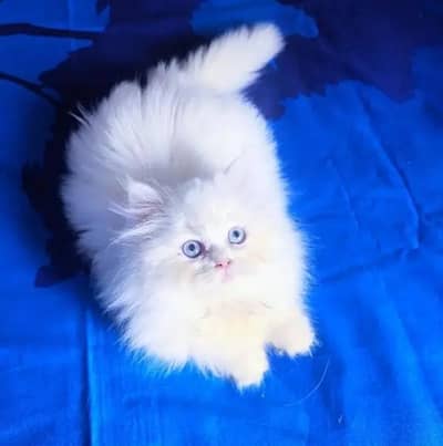 (Persian female kitten) (for sale all) (Pakistan delivery available)