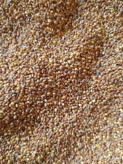 Kali Barseem ka Seed 15 june tak chalny wala.