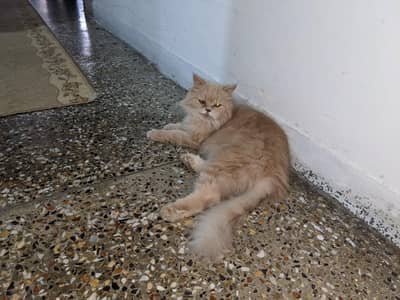 Triple coated persian cat