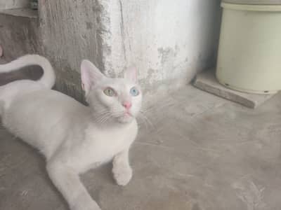 Cyberian persian for sale