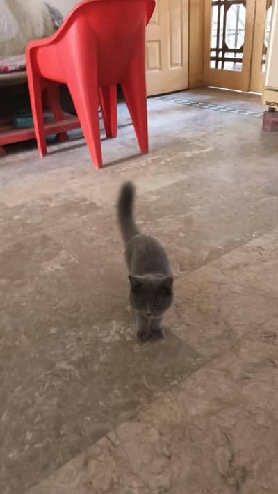 British breed kitten