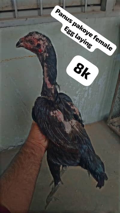 | panus pokoye female