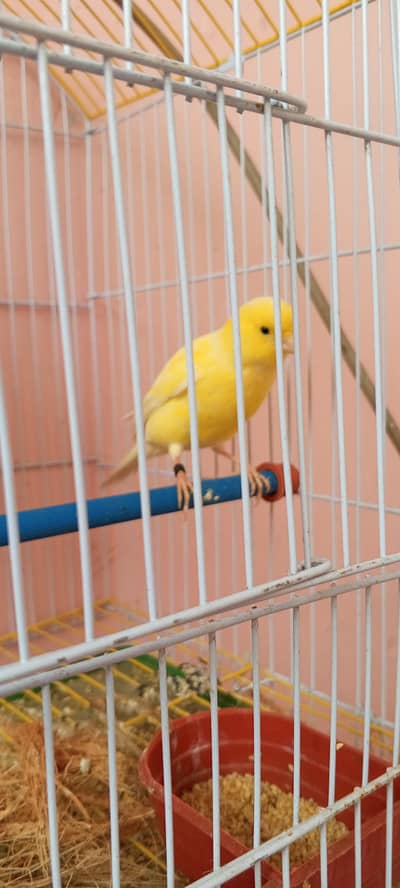 Canary Singing