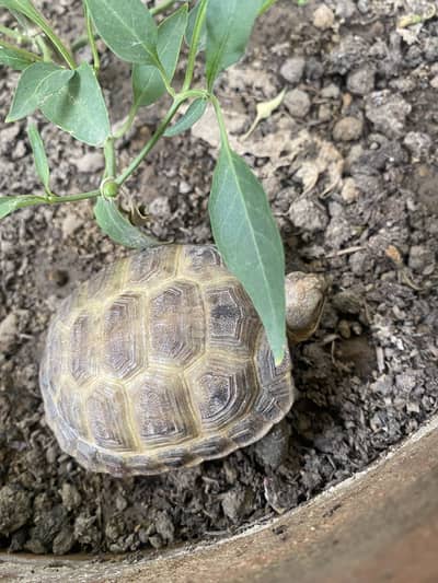 Tortoise for sale