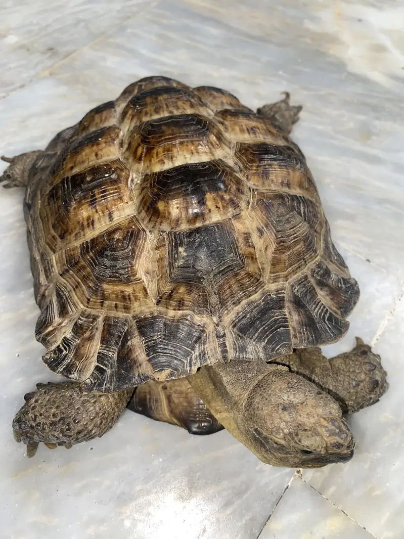 Tortoise for sale — photo 2