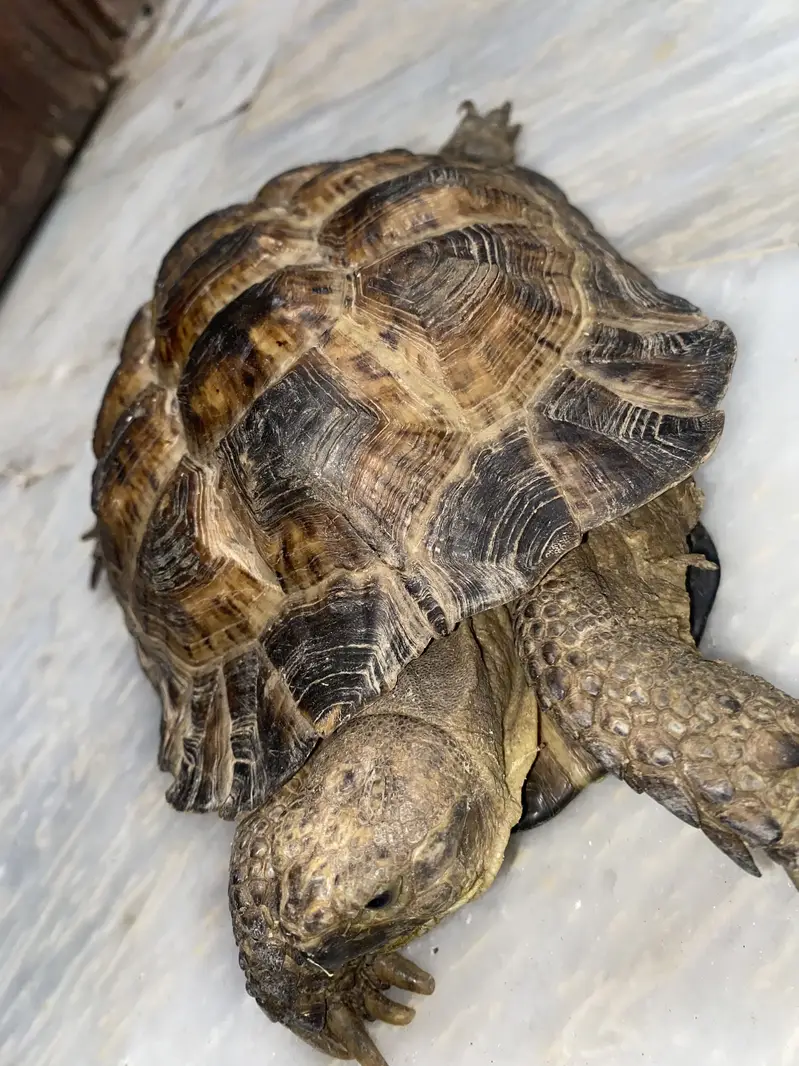 Tortoise for sale — photo 3