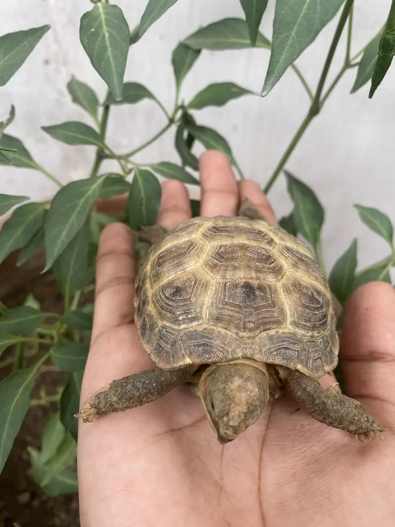 Tortoise for sale — photo 4