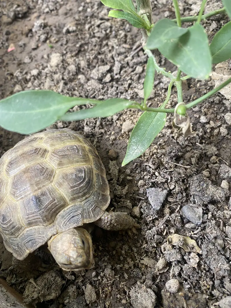Tortoise for sale — photo 5