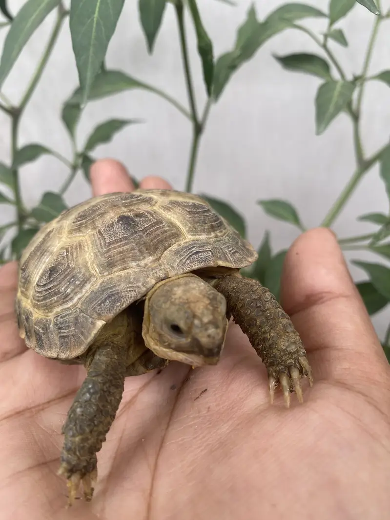 Tortoise for sale — photo 6