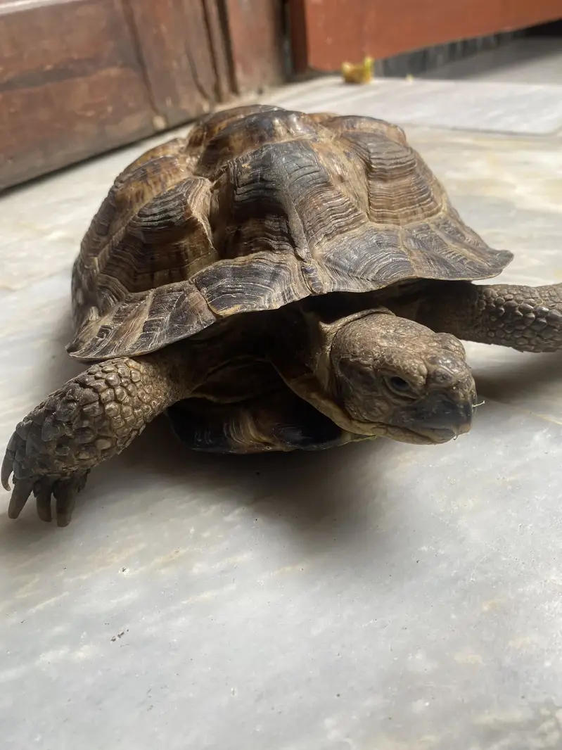 Tortoise for sale — photo 7