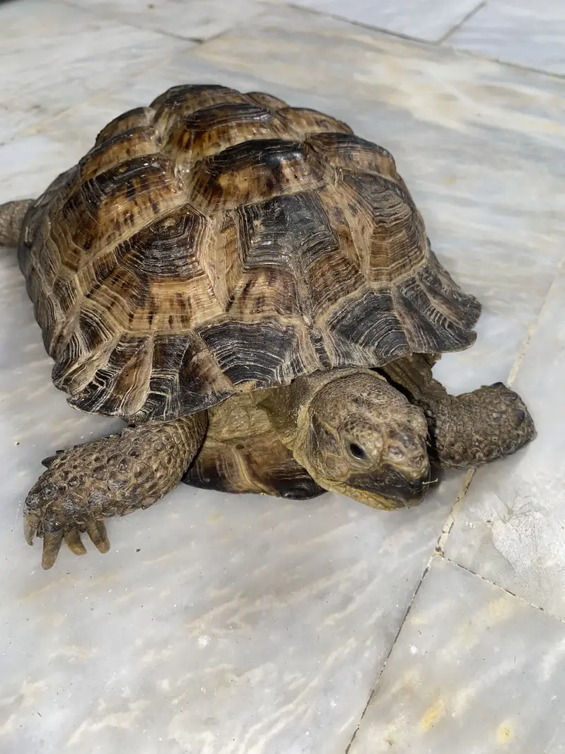 Tortoise for sale — photo 8