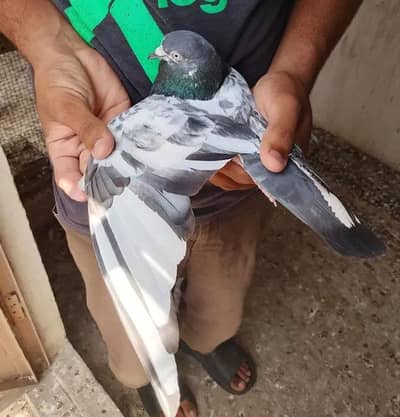 Pigeon for sale in available high quality ka pair hai