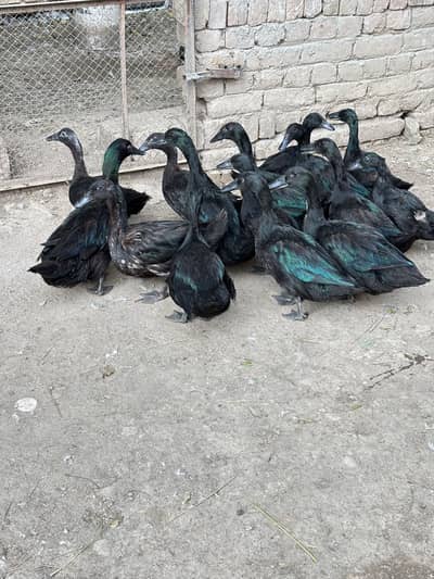 Crested , black Cayuga , Fancy Duck