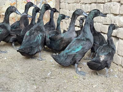 Crested , black Cayuga , Fancy Duck
