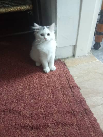 triple coated persion cat