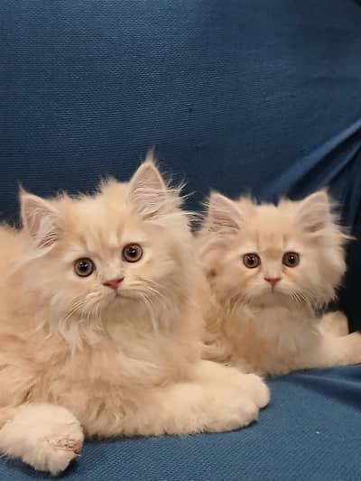 Persian kitten  pair  for sale