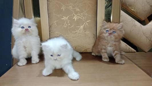 peki bloodline kittens 03234102419