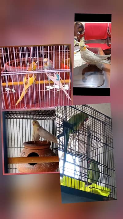 australlian /ringneck/ livebird o32o644l878
