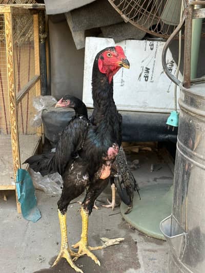 White shamo/balck Shamo chicks/Pakistani madiya