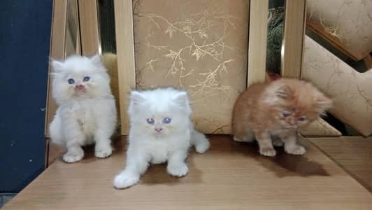 kittens available for sale 03234102419