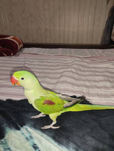 Raw Parrot