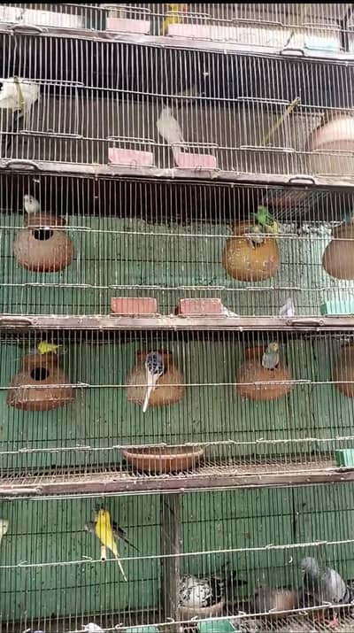 Parrot Setup Sell