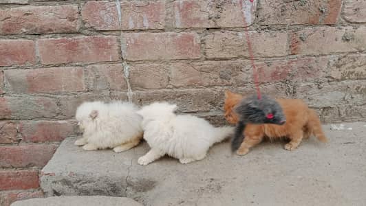 Peki bloodline kittens available 03234102419