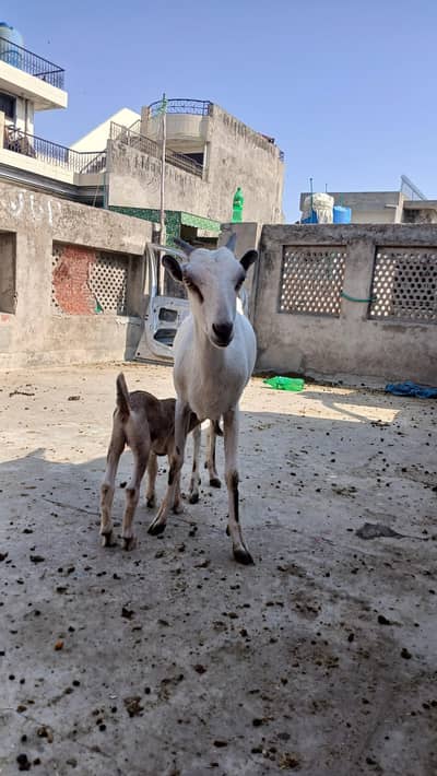 teddy goat with a kid