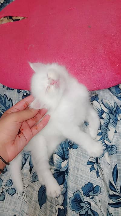 white kitten Persian triple coated kittens for sale