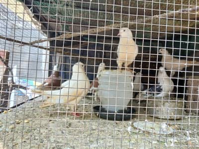 9 pcs active pigeon