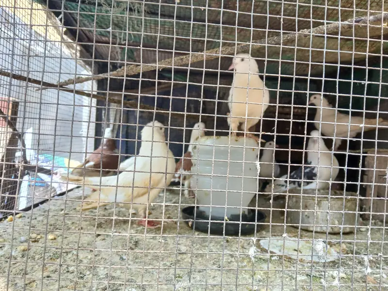 9 pcs active pigeon