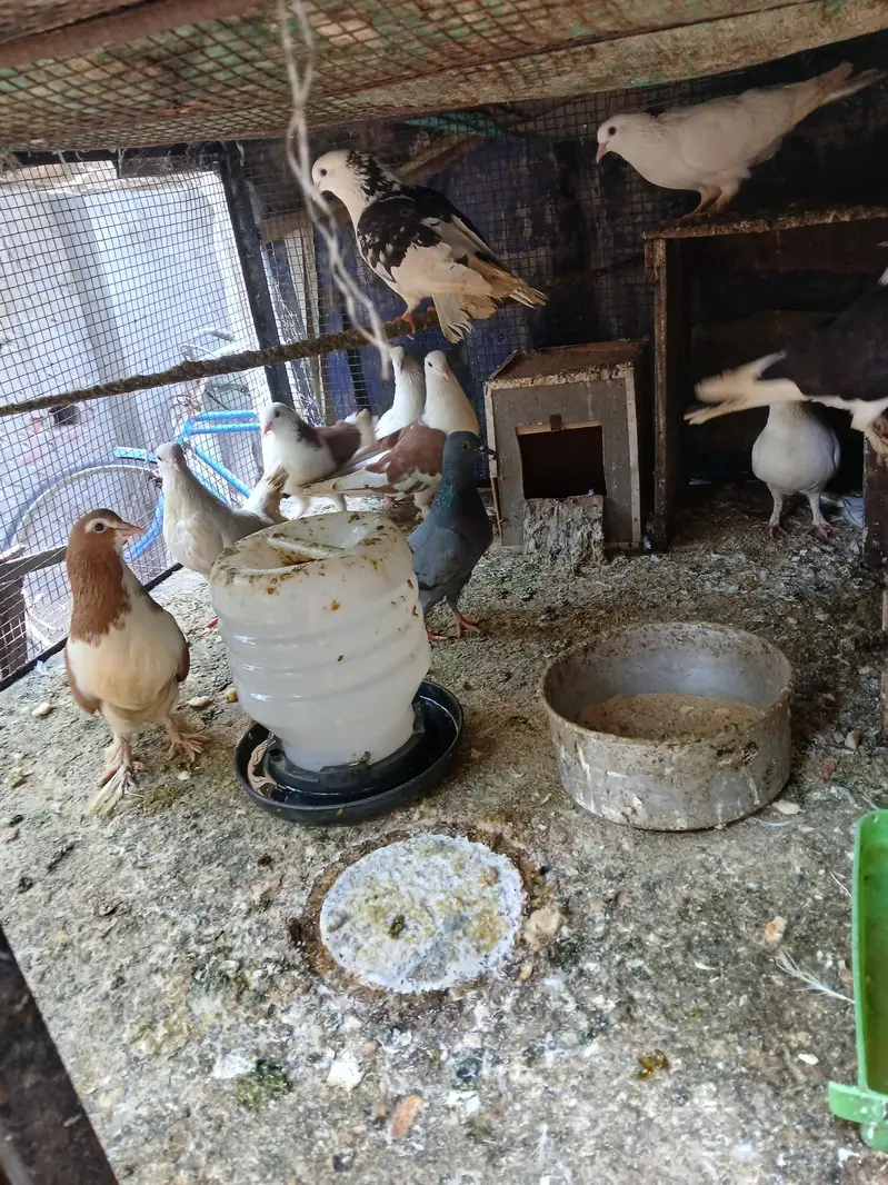 9 pcs active pigeon — photo 2