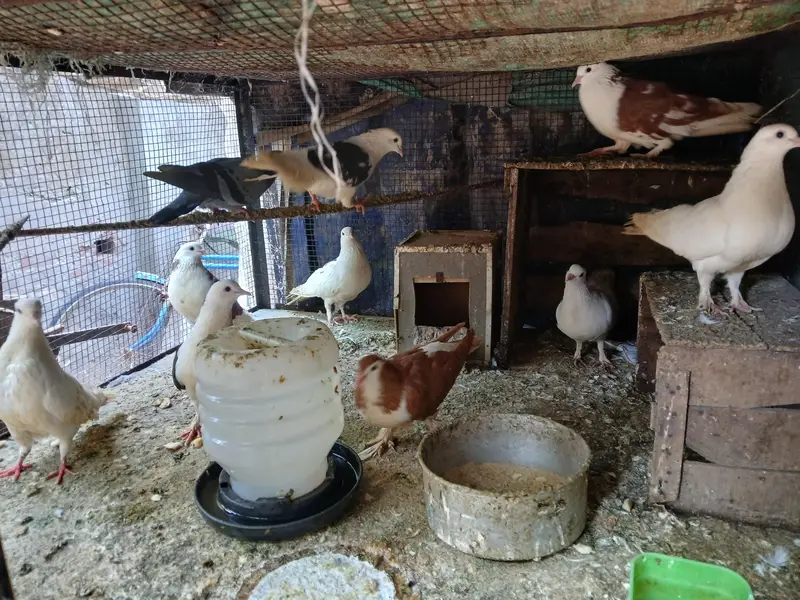 9 pcs active pigeon — photo 3