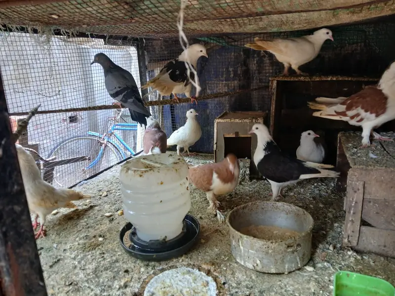 9 pcs active pigeon — photo 4