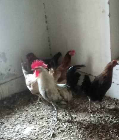 Golden misri | Egg laying hens for sale