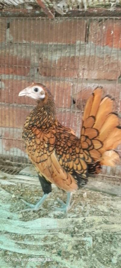 breeder female male expire ho gaya hai top quality 100% 03036504970