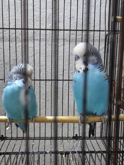 new pair no brid