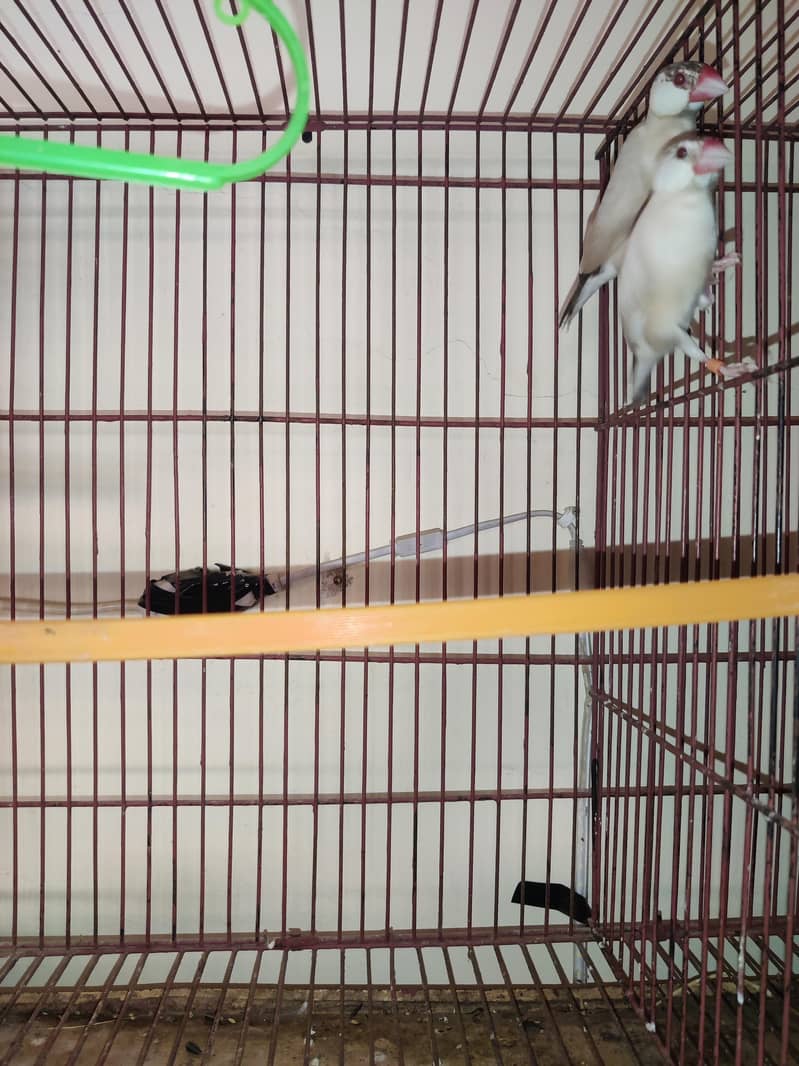 fawn java , grey java  for sell 1
