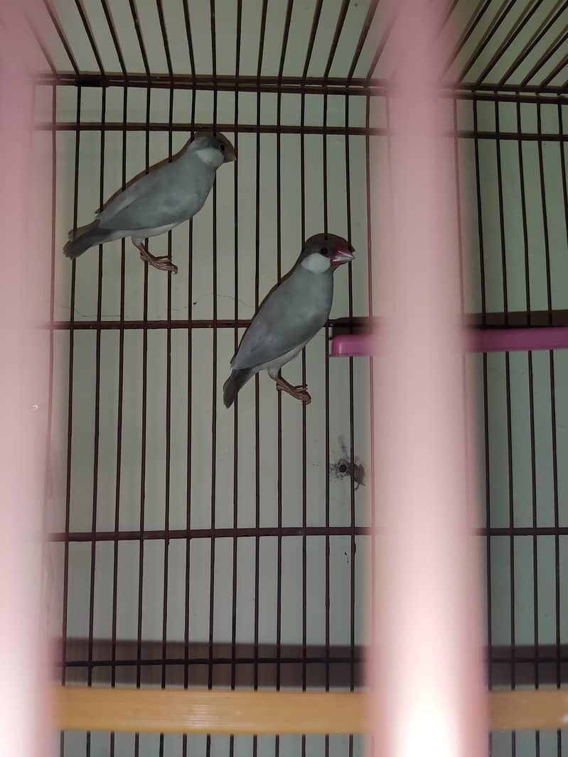 fawn java , grey java  for sell 2