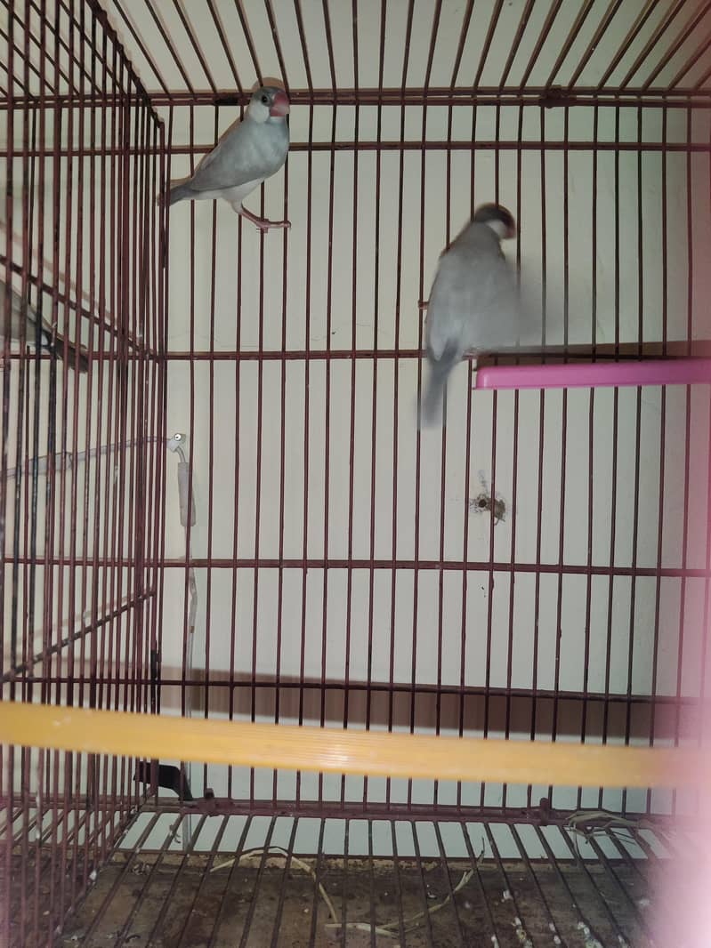 fawn java , grey java  for sell 3