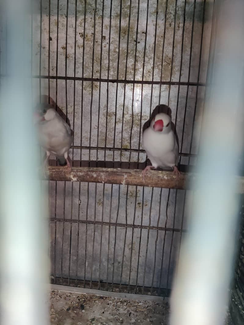 fawn java , grey java  for sell 5