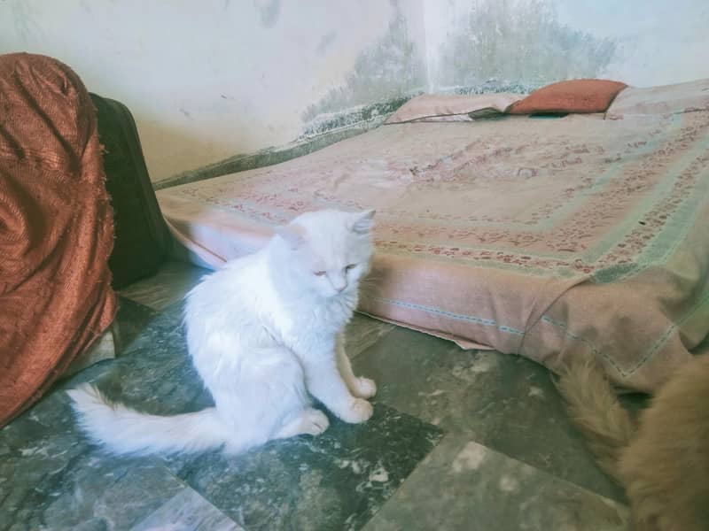cats for studing 0