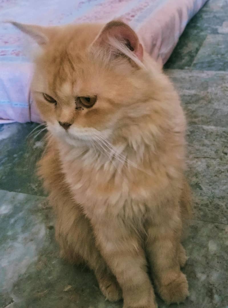 cats for studing 1