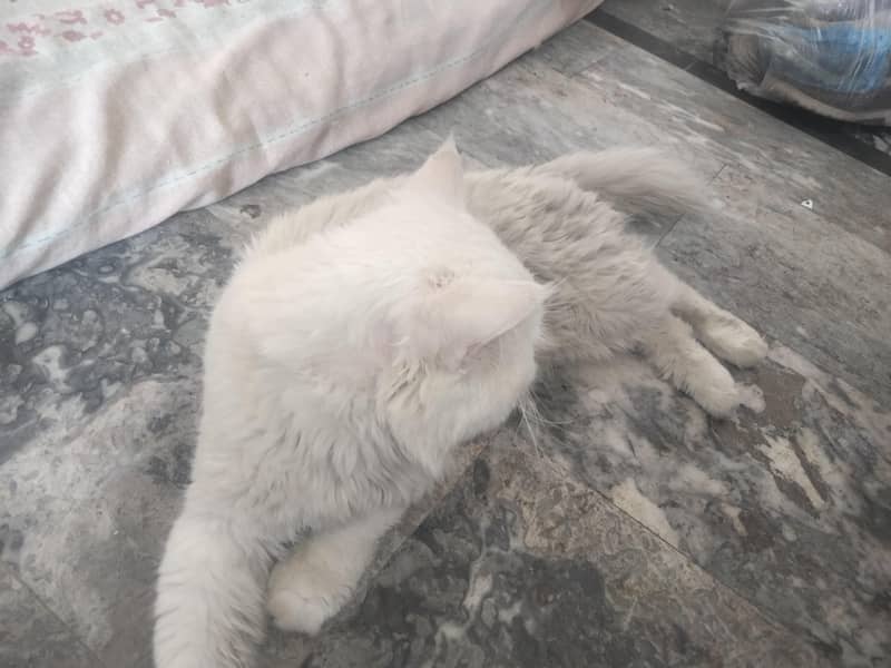 cats for studing 2