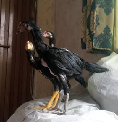 Aseel Mushka Chicks 03454162260