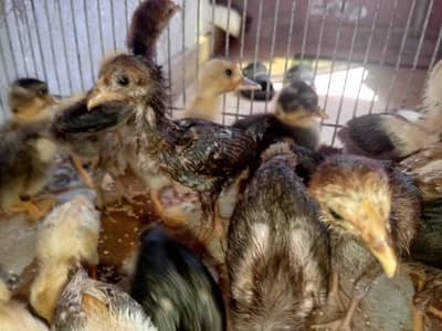 Aseel Chicks 03454162260
